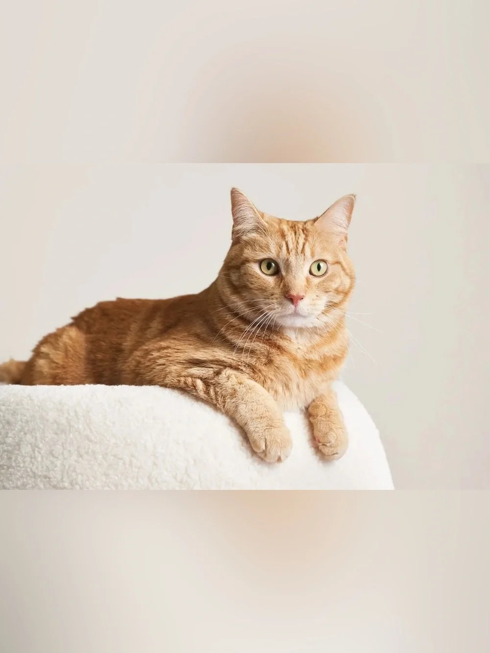 Tuft + Paw Plush Cream Round Sherpa “The Puff” Cat Bed